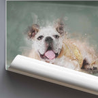 Rolled up poster of an English Bulldog on a grey backgorund.
