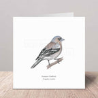 Greeting card with a Eurasian Chaffinch illustration on a white background