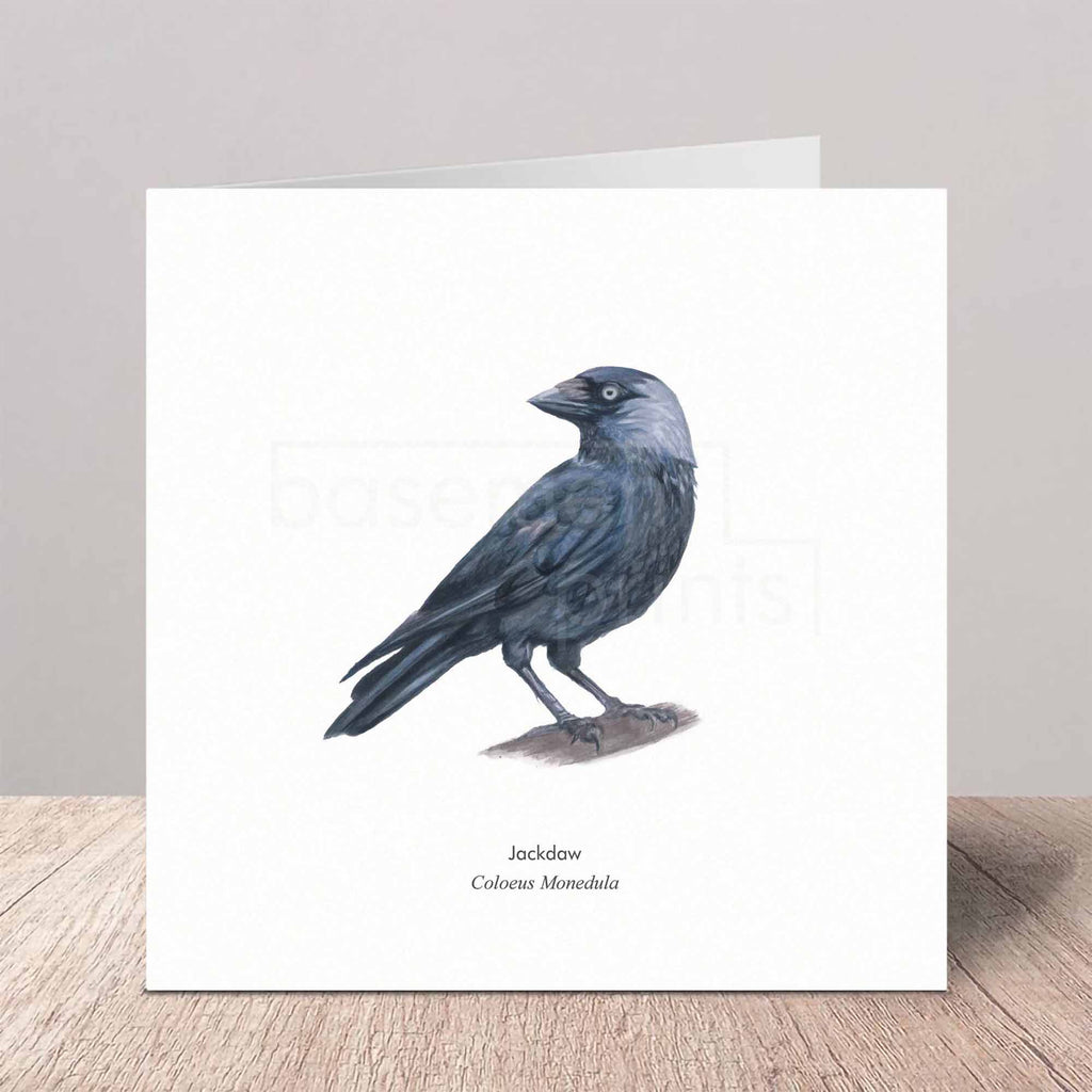 A square greeting card standing upright on a light wood surface against a neutral gray wall. The card a Jackdaw bird with its Latin name in text beneath it.