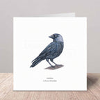 A square greeting card standing upright on a light wood surface against a neutral gray wall. The card a Jackdaw bird with its Latin name in text beneath it.